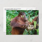Orangutan Treasure Briefkaart (Voorkant / Achterkant)