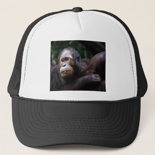 Orangutan Trucker Pet (Voorkant)