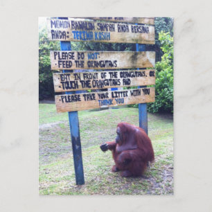 Orangutan van Camp Leakey, eiland Borneo Briefkaart