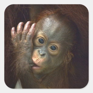 Orangutan Vierkante Sticker