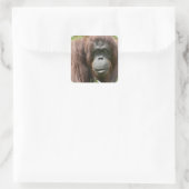Orangutan Vierkante Sticker (Tas)