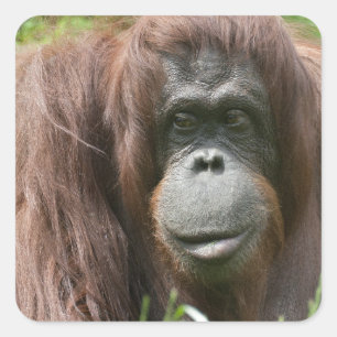 Orangutan Vierkante Sticker