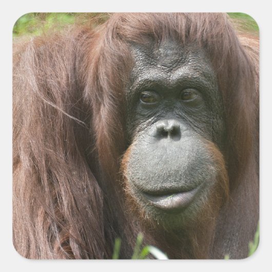 Orangutan Vierkante Sticker (Voorkant)