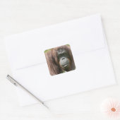 Orangutan Vierkante Sticker (Envelop)