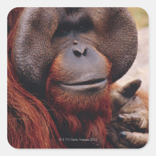 Orangutan Vierkante Sticker