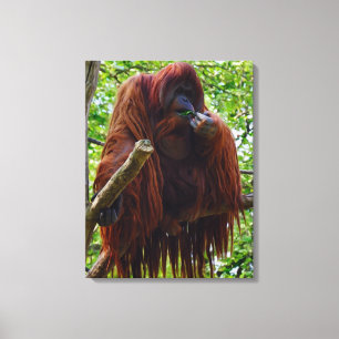 Orangutan - Volledig Canvas Afdruk