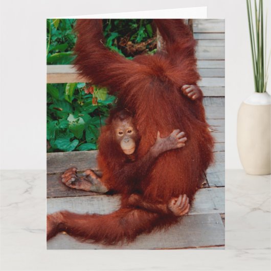 Orangutanen Kaart (Voorkant)