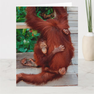 Orangutanen Kaart