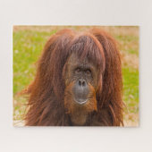 Orangutanen. Legpuzzel (Horizontaal)