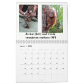 Orangutanen redden orfaan kalender (Mar 2026)