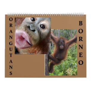 Orangutans Borneo Calendar Kalender