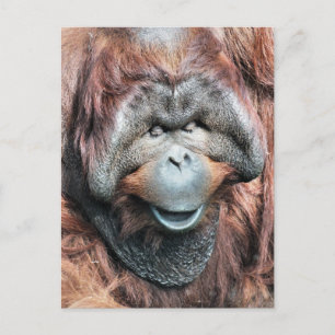 ORANGUTANS BRIEFKAART