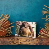 ORANGUTANS FOTOPLAAT (Zijkant)