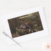 Orangutans & Jungle Great Ape Primate Stickers (Enveloppe)