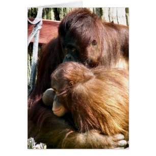 ORANGUTANS KAART