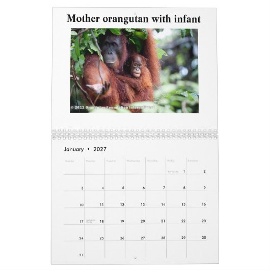 Orangutans Kalender (Jan 2027)
