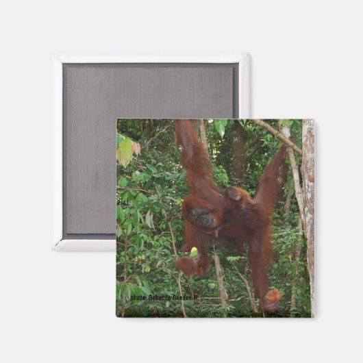 Orangutans Moeder en Baby Magnet Magneet (Voorkant / Achterkant)