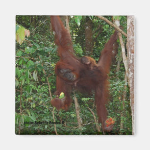 Orangutans Moeder en Baby Magnet Magneet