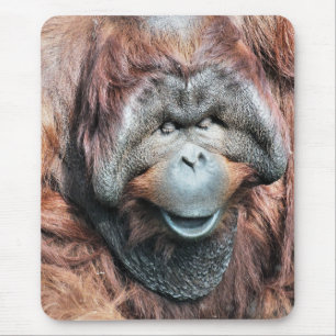 ORANGUTANS MUISMAT