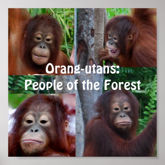 Orangutans Poster (Voorkant)