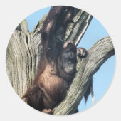 ORANGUTANS RONDE STICKER (Voorkant)