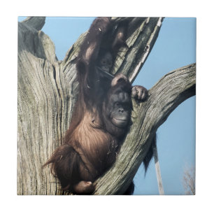 ORANGUTANS TEGELTJE