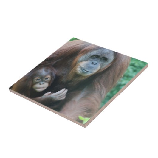 Orangutans Tile Tegeltje (Zijkant)