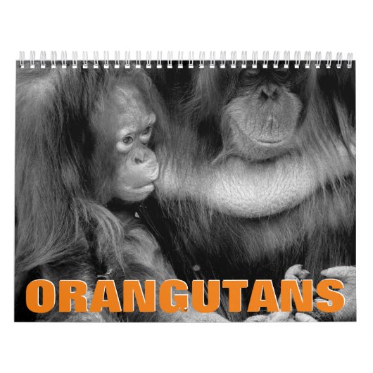 Orangutans Wall Agenda Kalender (Hoes)