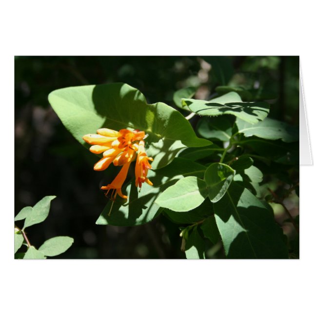 Oranje (Voorkant Horizontaal)