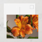 Oranje alstroemeria lelie briefkaart (Voorkant / Achterkant)