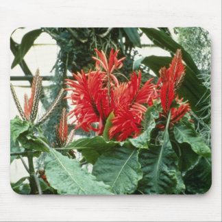 Oranje Aphelandra Tetragona (Zebra Plant) bloemen Muismat