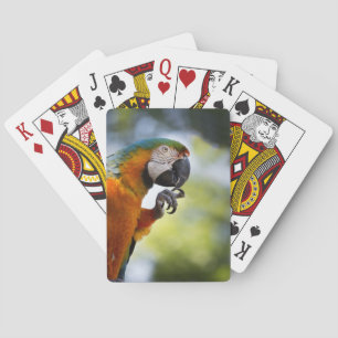 Oranje ara pokerkaarten