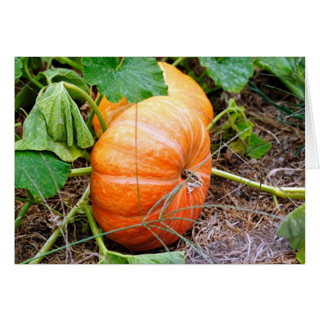 Oranje Assepoester Pumpkin (Voorkant Horizontaal)