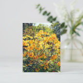 Oranje Azalea Briefkaart (Staand voorkant)