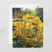 Oranje Azalea Briefkaart (Voorkant / Achterkant)