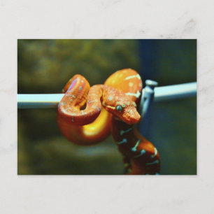 Oranje Ball Python Briefkaart