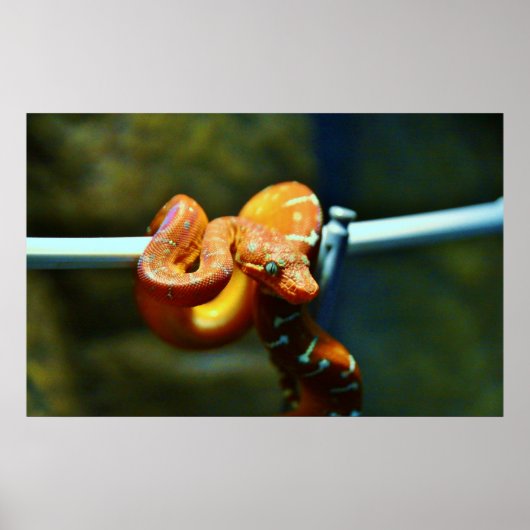 Oranje Ball Python Poster (Voorkant)