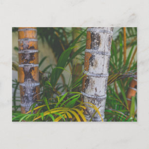 Oranje Bamboo Briefkaart