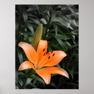 Oranje barst poster