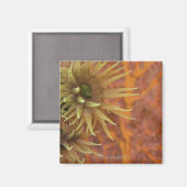 Oranje bekerkoraal magneet (Voorkant / Achterkant)