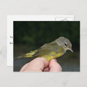 Oranje bewapende Warbler in hand Briefkaart (Voorkant / Achterkant)