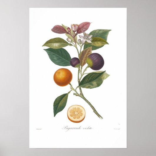 Oranje, Bigarrade violette Poster (Voorkant)