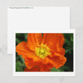 Oranje blaasbloem Briefkaarten (Voorkant / Achterkant)