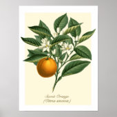 Oranje blaasbloem van botanische vruchten Poster (Voorkant)