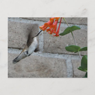 Oranje bloem briefkaart
