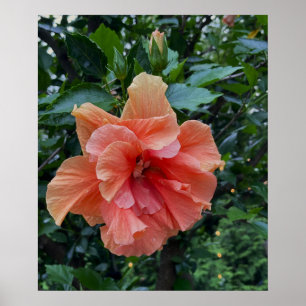 Oranje Bloem Foto Poster
