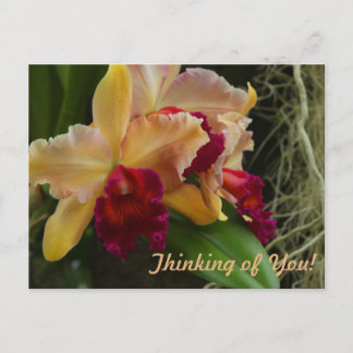 Oranje bloemen Cattleya Orchids Briefkaart