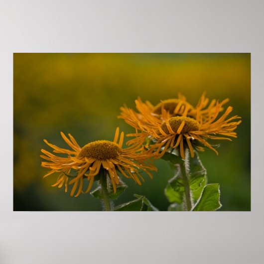 Oranje bloemkoppen Inula Orientalis CC0023 Poster (Voorkant)
