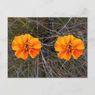 Oranje bloemkunst briefkaart