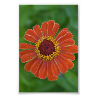 Oranje bloesem bloesem bloesem fotografie foto afdruk